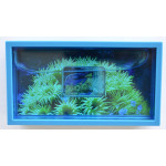 Ниуэ 1 доллар 2013. «Голубой хирург» серия «Тропические коралловые рыбы»