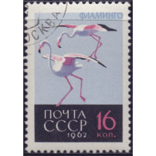 1962, декабрь. Птицы. Фламинго