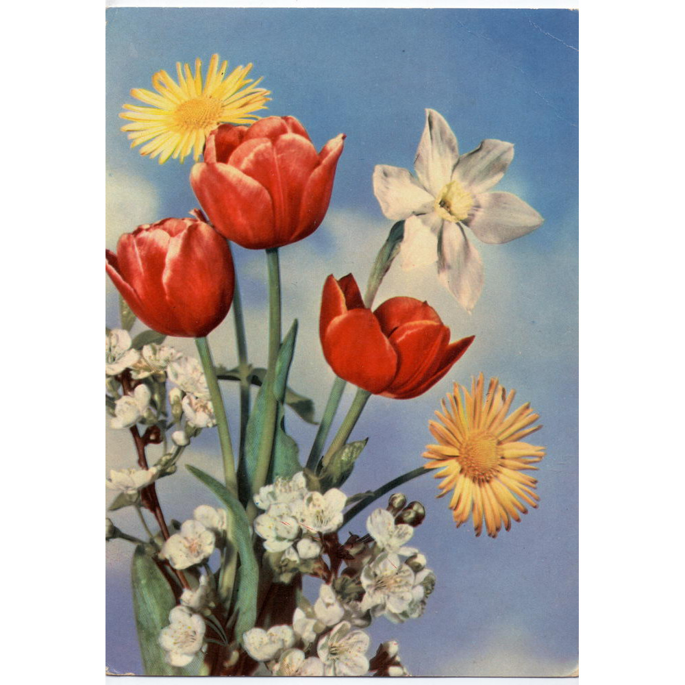 Открытка - Цветы. Букет с тюльпанами. Германия