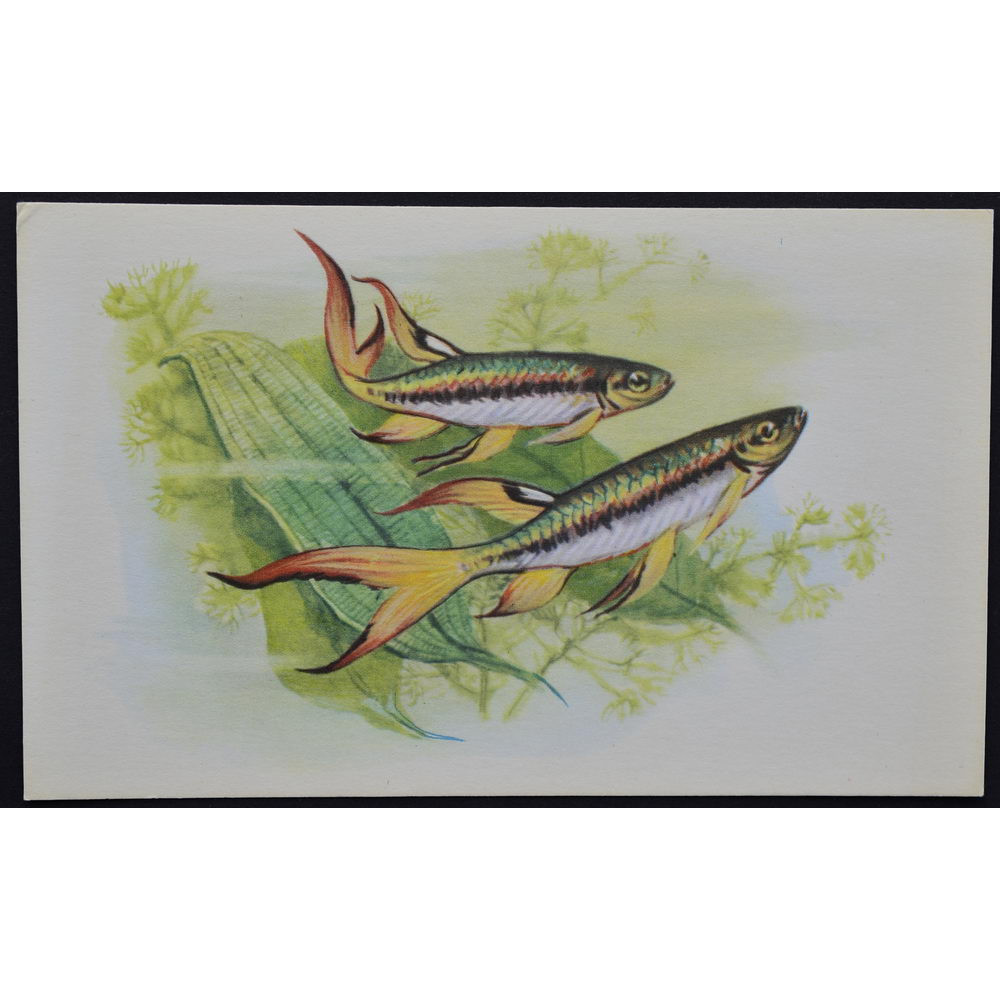 золотая рыбка | Золотая рыбка, Рыбные иллюстрации, Рисовать