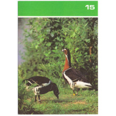 Открытка - Птицы Московского зоопарка. 1988. СССР. №15