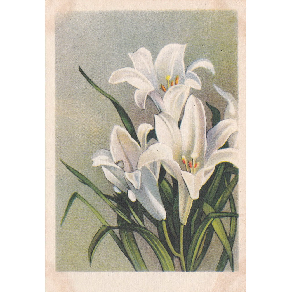 Открытка Белые лилии. 1955 г. Чистая